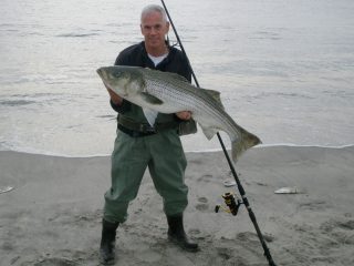 Bill Bertsch 31-pound striped bass