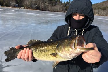 A 4-pound largemouth bass that ate a small shiner below an ice fishing tip-up.