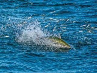 false albacore feeding on sand eels