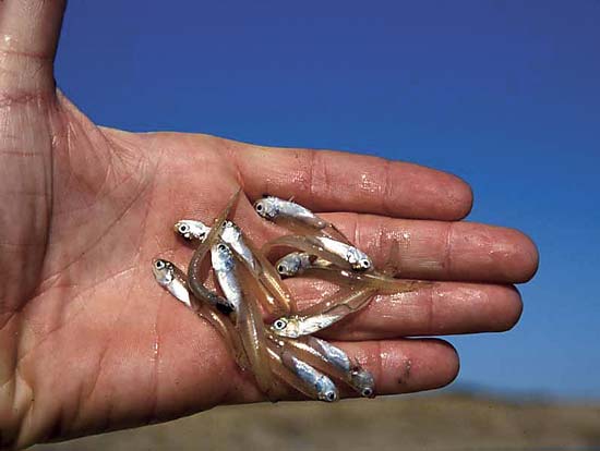 bay anchovies