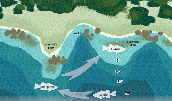 Bass migration diagram