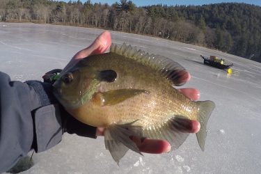 Bluegill fish are a great species for fast-paced jigging over the ice.