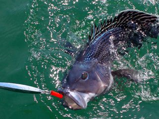 Springtime black sea bass fishing is fast and fun in Buzzards Bay and around Cape Cod.