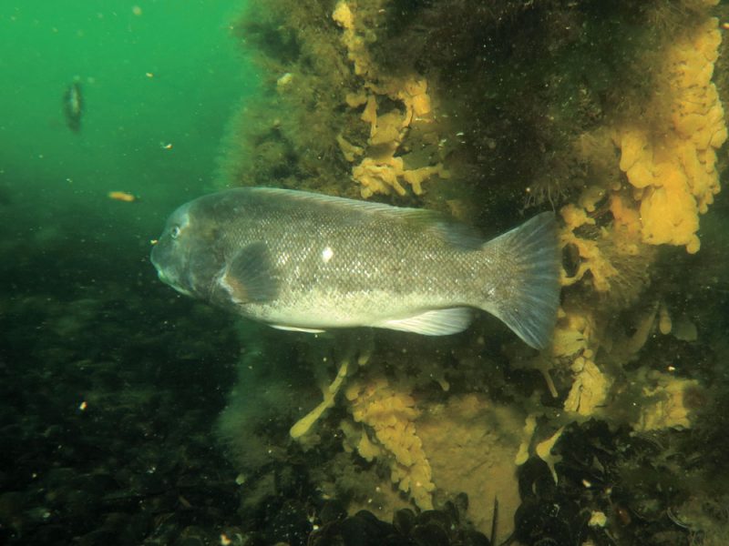 Tautog are visual predators, feeding on hard-shelled crustaceans and mollusks during daylight hours and quickly retreating to the shelter of structure as the sun goes down.