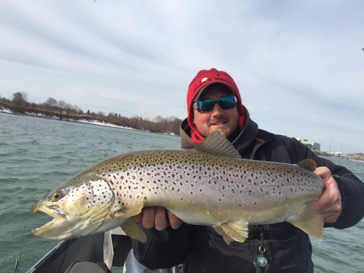 In spring, brown trout congregate in the southeast corner of Lake Ontario to feed on baitfish in shallow water.