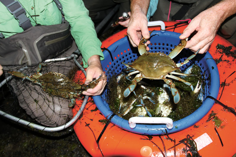 Adding seaweed to your crab caddy