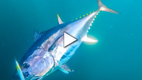 Bluefin on Butterfish