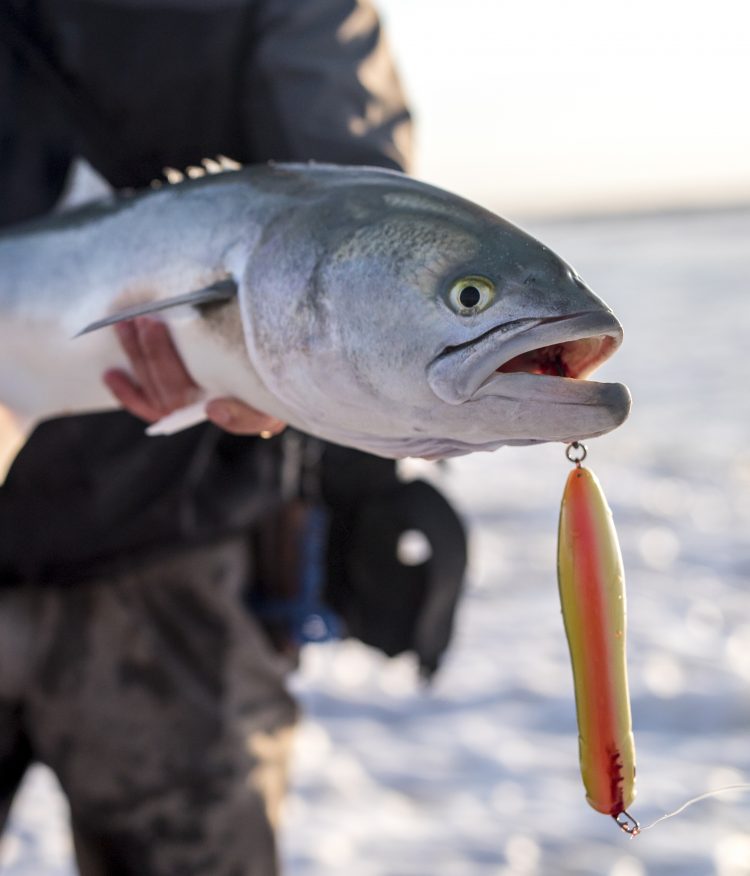 Many people attribute the disappearance of bluefish to a cyclical population pattern.