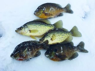Use a hair jig on your next ice fishing trip to imitate common panfish food choices like zooplankton and aquatic insects.