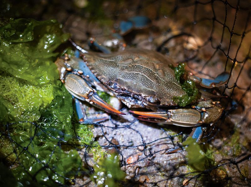 blue crab’s scientific name, Callinectes sapidus