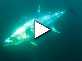 Cape Cod Giant Bluefin