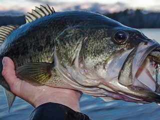 Cold Water Largemouth Bass