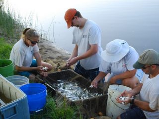 Volunteers counting samples