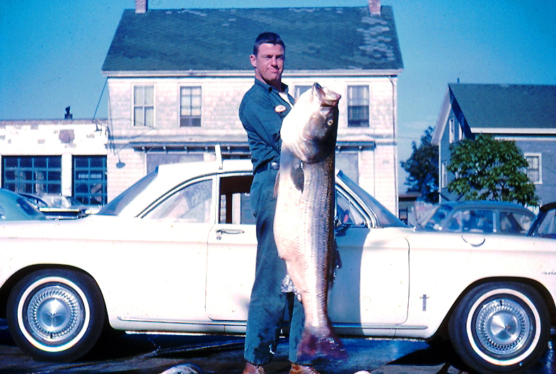 Herbie Dickinson struggles to lift his 64-pound striper with the author's 1964 Corvair Monza in the background.