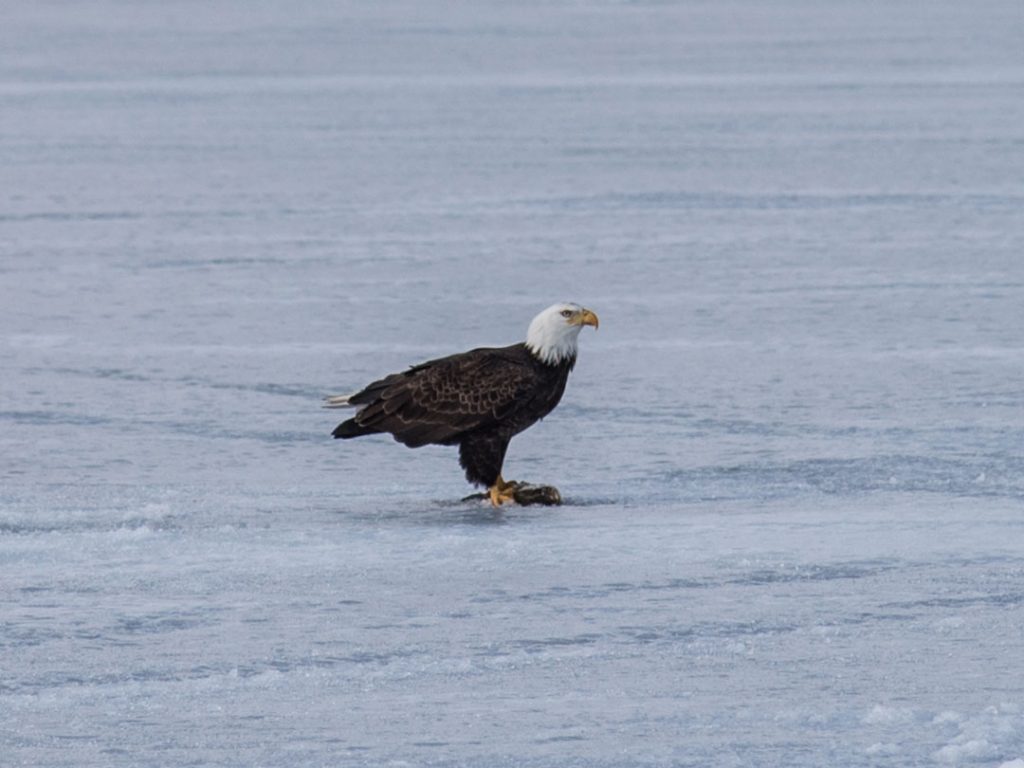eagle on the ice