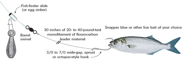 FISH-FINDER / LIVE BAIT RIG