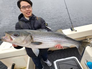 Boston Harbor striped bass
