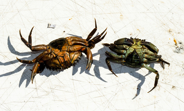 Green crabs are readily available at bait and tackle shops during tog season