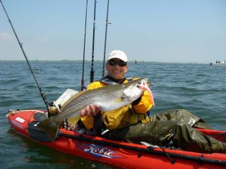 In the spring, weakfish feed on larger baits