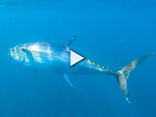 Hunting Giant Bluefin Tuna