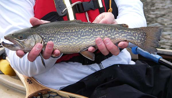 All species of trout, including hybrid tiger trout, will fall for soft-plastic crappie lures.