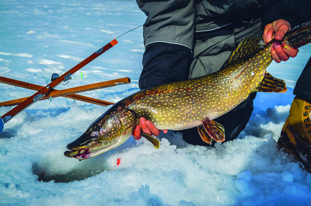 A stout northern pike caught while ice fishing with a tip-up.