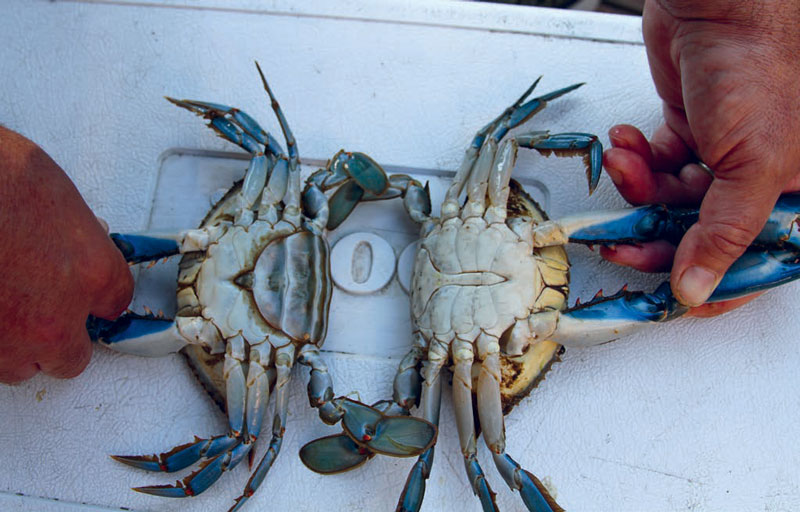 female blue crab