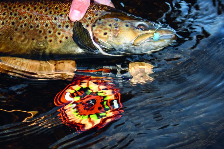 When brown trout return to the rivers in the fall to spawn, they gorge on salmon eggs along the way.