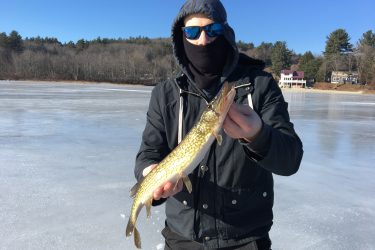 Pickerel can be an easy target when ice fishing on a new lake because they feed throughout the day.
