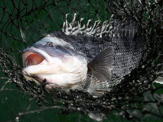 The biggest black sea bass of the season can be caught at offshore wrecks on party boats.