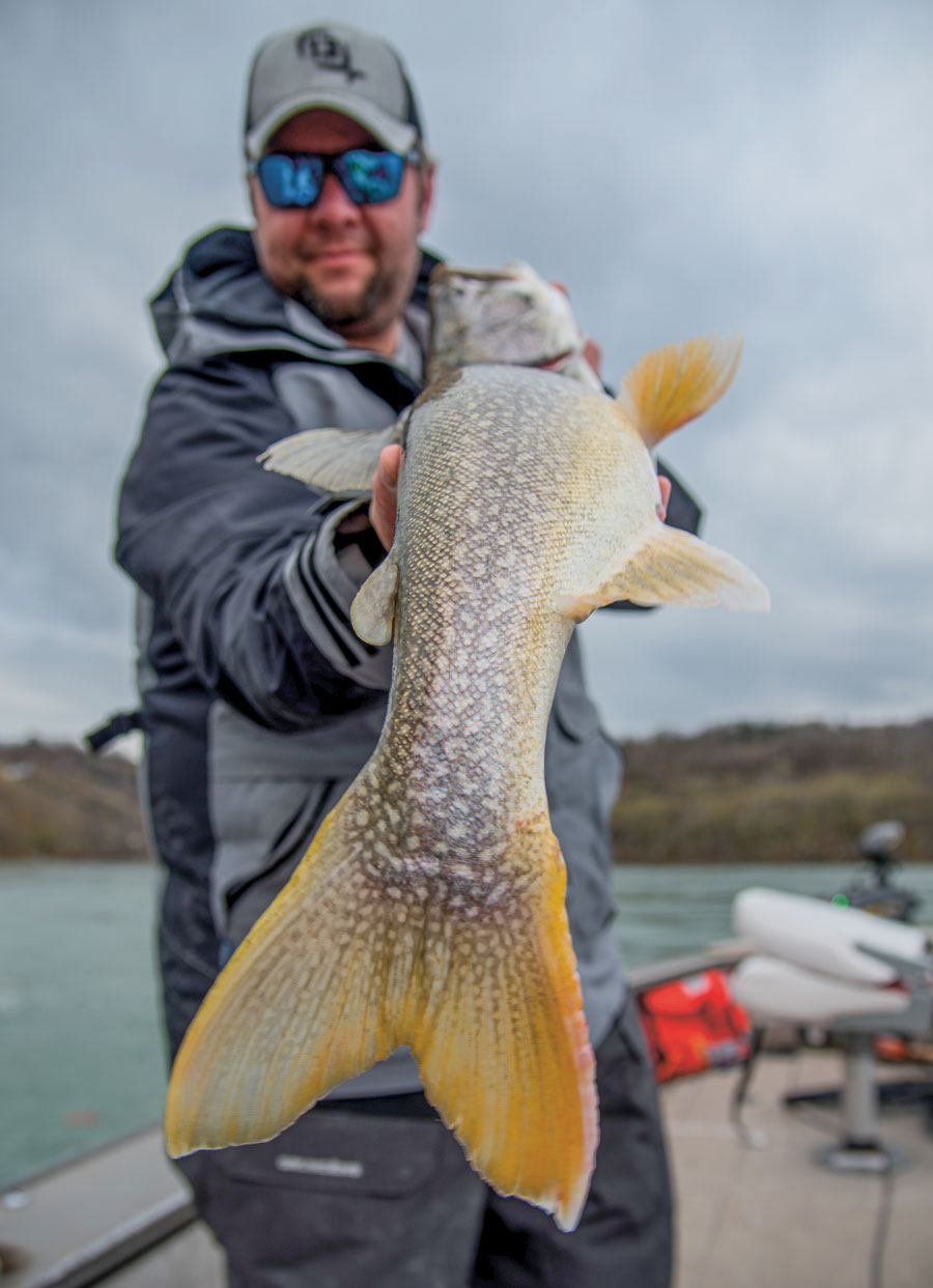 Lake trout tail
