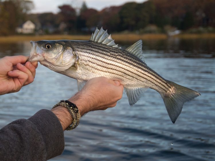 late fall schoolie striped bass