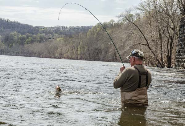 Keeping your dart near the bottom is key to catching shad.