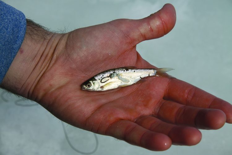 Shiners are a common live bait to catch largemouth bass, northern pike, pickerel, trout,and other freshwater species.