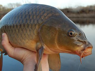 Finding And Fooling Long Island’s Carp