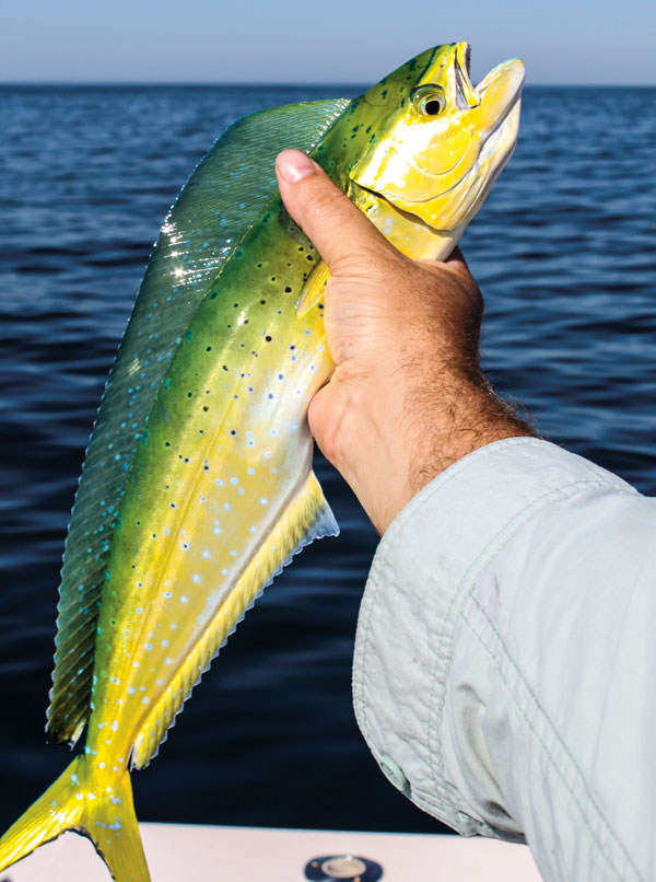 Mahi are fun to catch and taste delicious