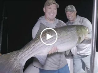 Monster Bass of Block Island