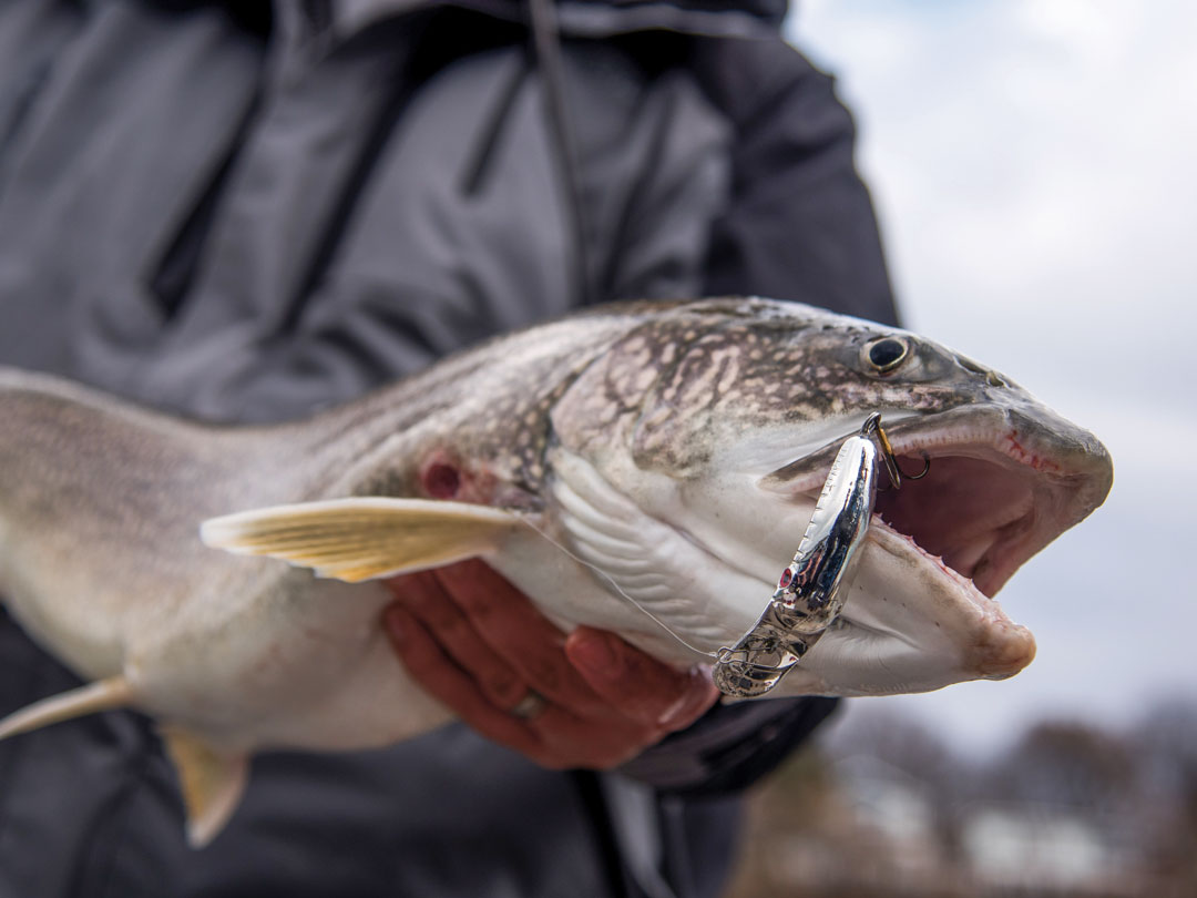 lake trout with fresh wound from a lamprey
