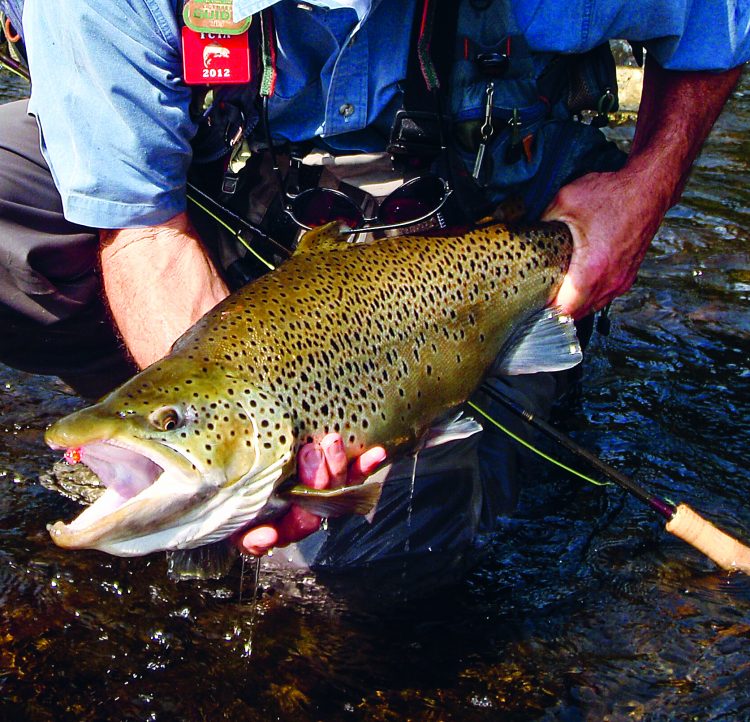 The southeast corner of Lake Ontario is rocky and heats up in the spring sun, bringing brown trout into shallow water.