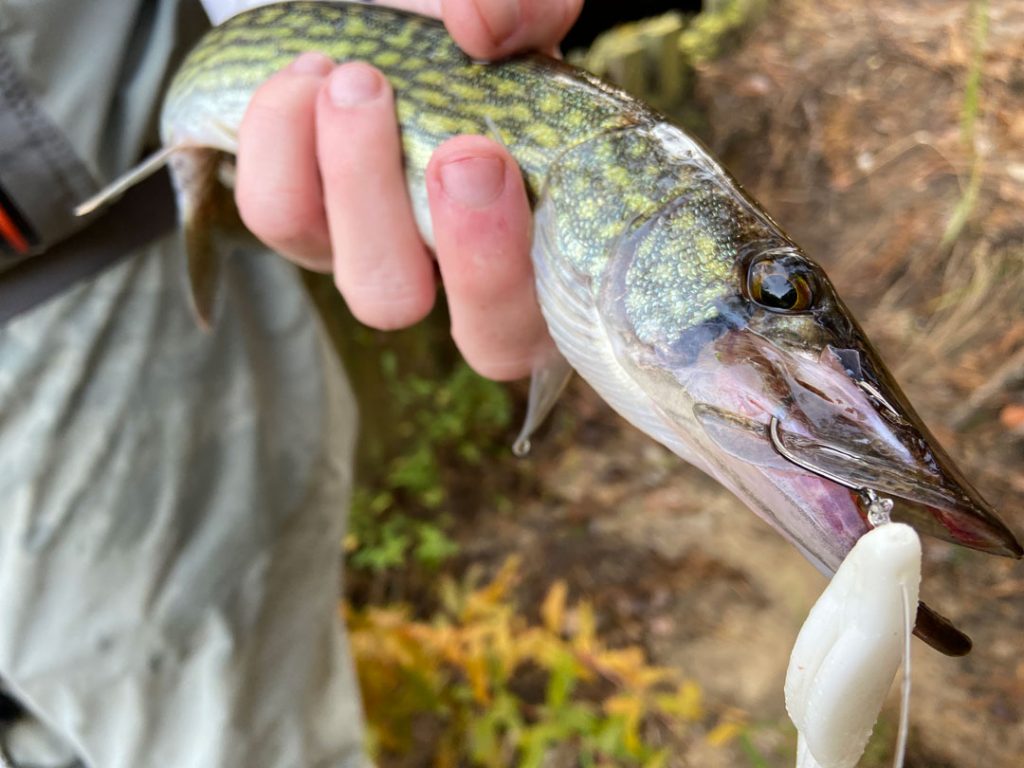 pickerel on soft plastic