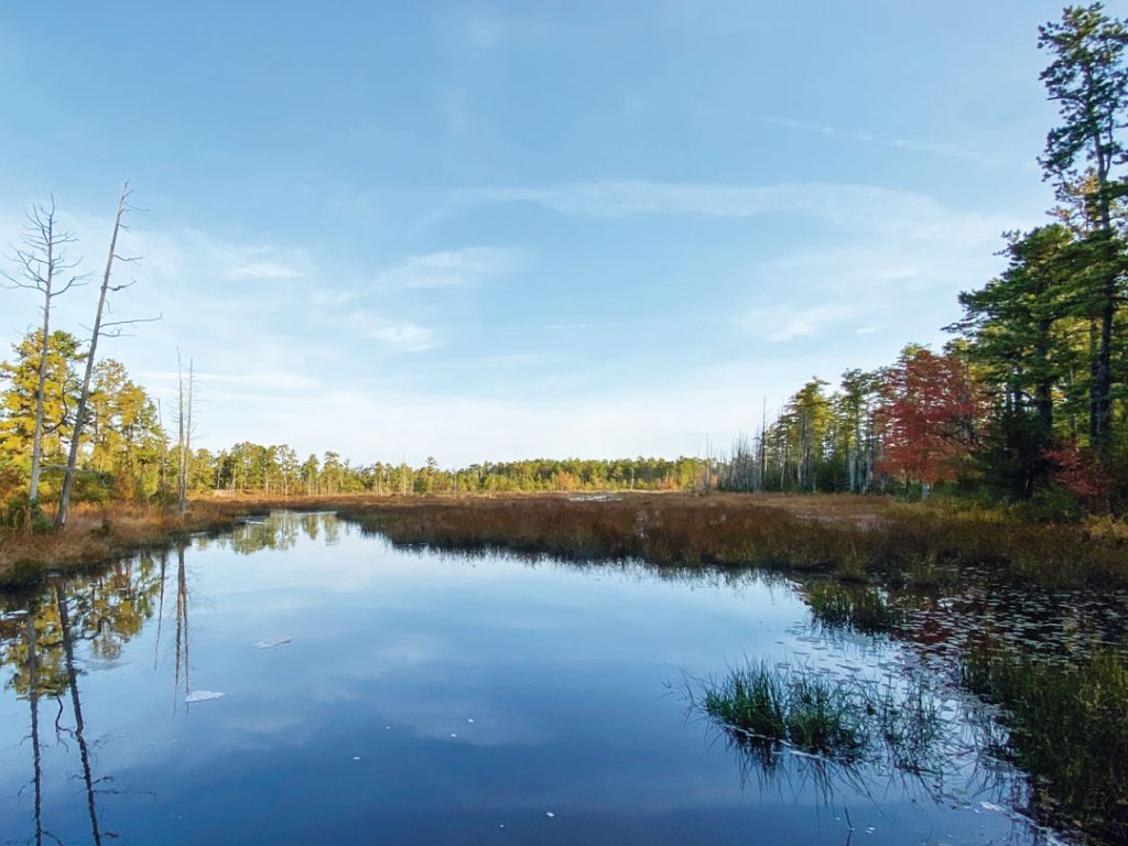 The Pine Barrens tannic waters 