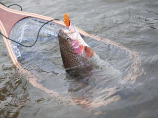 rainbow trout on spoon