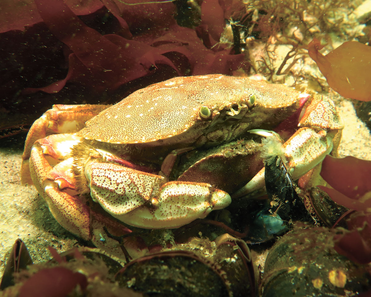 rock crab