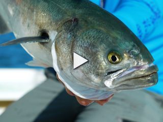 Topwater Bluefish on Cape Cod