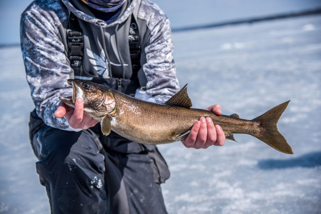 Sebago ice fishing lake trout