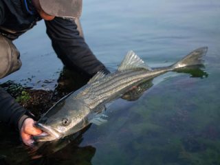 striped bass release