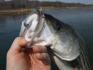 Intercept late-season schoolies as they storm Long Island Sound beaches.