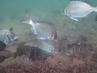 Underwater Tautog Video