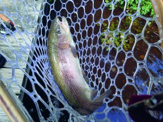 Connetquot River trout