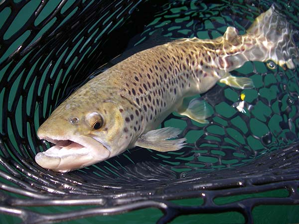 Even large, wary brown trout can be fooled with a well-placed soft plastic.